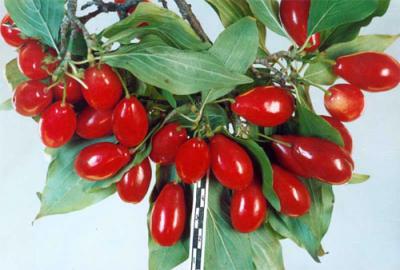 Полезные свойства кизила