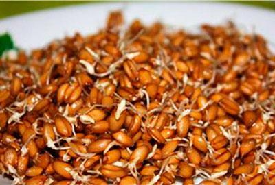 пророщенная пшеница - вред и польза