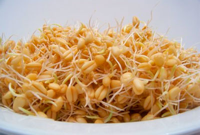 полезные свойства пророщенной пшеницы